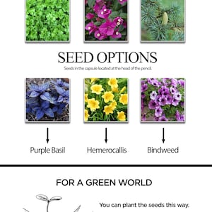 May include: Image showcasing seed options for planting, including Basil, Four-o'clock, and Larch. The text reads "SEED OPTIONS" and provides instructions: use the pencil until it runs out, stick it upside down in soil, and seeds germinate in 2-4 weeks.