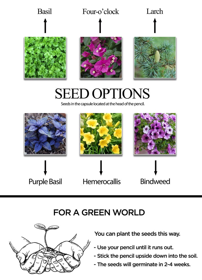 May include: Image showcasing seed options for planting, including Basil, Four-o'clock, and Larch. The text reads "SEED OPTIONS" and provides instructions: use the pencil until it runs out, stick it upside down in soil, and seeds germinate in 2-4 weeks.