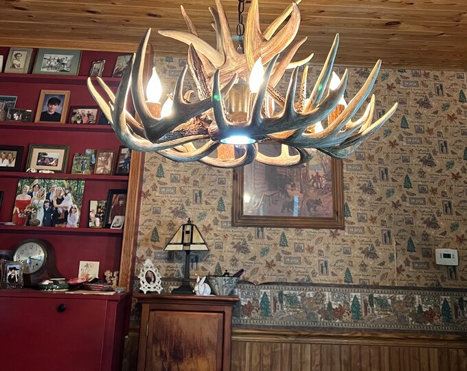24 Inch Real Whitetail Deer Antler Chandelier. Down Light, Elk Antler