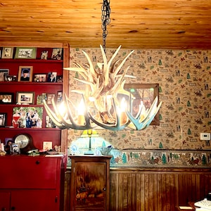 New 26 inch Whitetail Deer Shed Antler Chandelier with center Down Light, Free Shipping in ConUSA