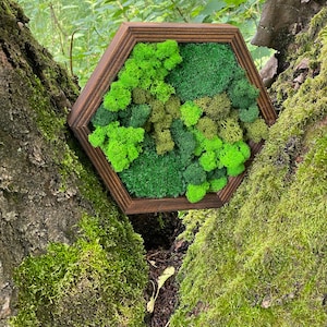 Moss hexagon, moss wall decor, moss panel, honeycombs moss wall art, green wall moss art, moss home decoration,  wooden honeycombs