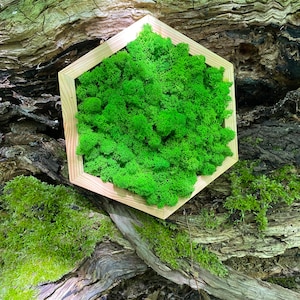 Moss hexagon, moss art, moss panel, honeycombs moss wall art, green wall moss art, moss home decoration,  wooden honeycombs