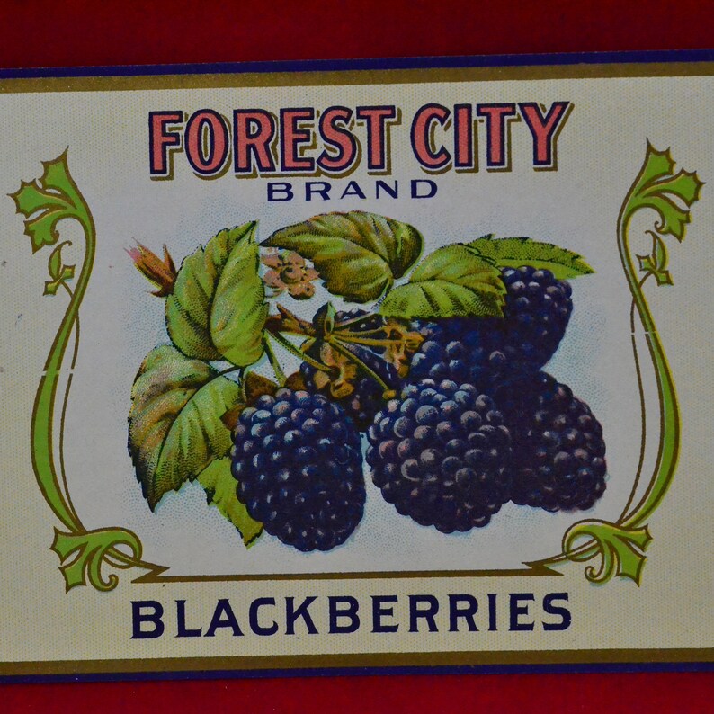 Pode incluir: Um r&oacute;tulo vintage com o texto "FOREST CITY BRAND" em rosa e azul. O r&oacute;tulo apresenta um cacho de amoras maduras, roxas escuras, com folhas verdes. A palavra "BLACKBERRIES" est&aacute; impressa na parte inferior.