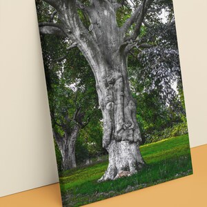 May include: A large, gnarled tree with a white, textured bark stands in a grassy field. The tree has many branches and a thick trunk. The tree is surrounded by green grass and other trees in the background.