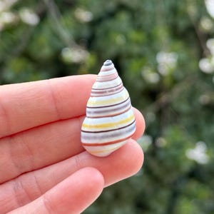 Può includere: Una piccola conchiglia a strisce con una punta appuntita. La conchiglia è bianca con strisce marroni, gialle e rosa.