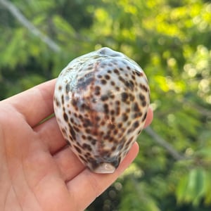 Tiger Cowrie Shell - Oceanic Specimen