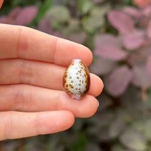 Honey Cowrie Shell - Oceanic Specimen