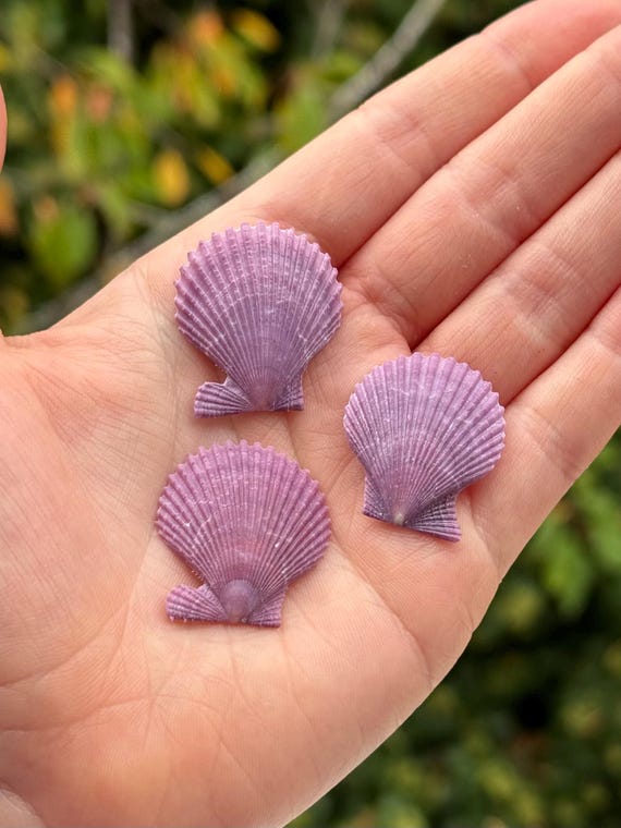 紫色のホタテ貝殻 - 海洋標本 - Etsy 日本