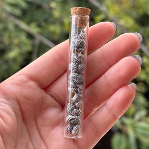 May include: A clear glass test tube vial filled with small, spiralled seashells featuring a black and white patterned design. The vial is sealed at the top with a light brown cylindrical cork stopper, securing the collection of tiny shells inside.