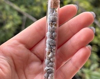 Zebra Nerite Shells - Glass Vial