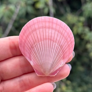May include: A single scallop shell with a vibrant pink hue and distinct, radiating vertical ridges that extend from the base to the rounded outer edge. The shell features a smooth, fan-shaped surface with subtle concentric growth lines.