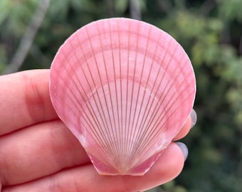 Moon Scallop Shell - Oceanic Specimen