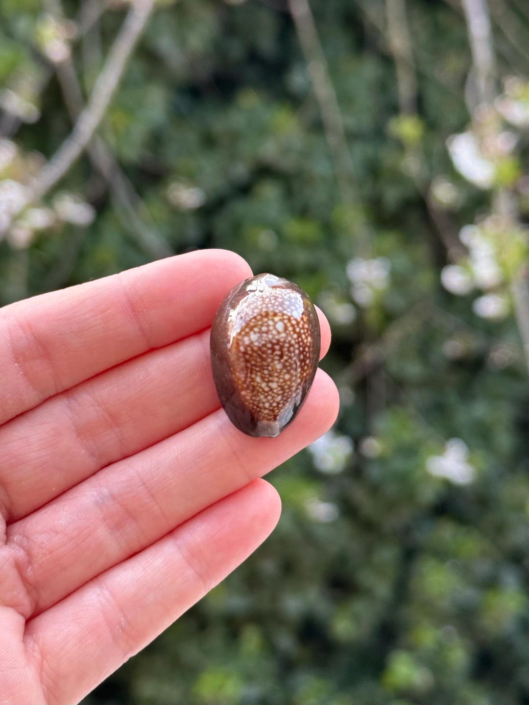 Shell Serpent Serpent’s Head Cowrie Shell - Oceanic Specimen - Etsy