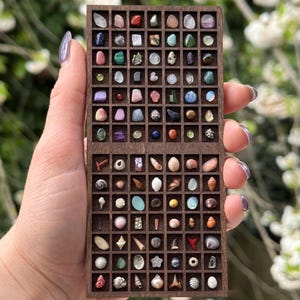 May include: A wooden display case containing a collection of small gemstones and seashells. The case is divided into many small compartments, each holding a different type of stone or shell. The gemstones are in various colours, including red, green, blue, and purple.