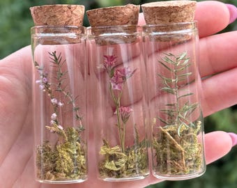 Dried Terrarium - Glass Vial