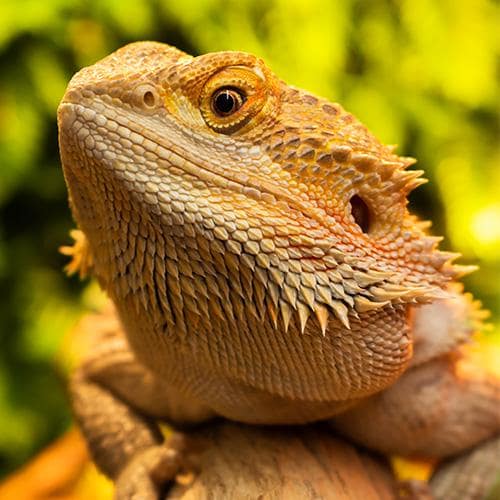 Ciotola Angolo Per Rettili Con Ventose - Mangiatoia Per Draghi Barbuti, Gechi, Serpenti E Rane - Anti-fuga