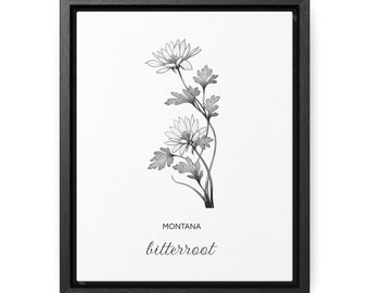 Montana Bitterroot State Flower Canvas Framed
