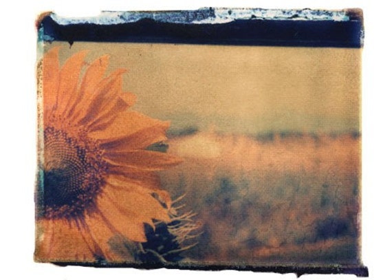 Flowers In Grandma S Old Care Home Room Polaroid Sx 70