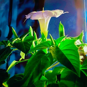 Datura wrightii seeds (Sacred Datura, Devil’s Trumpets)