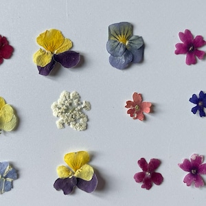 May include: An assortment of dried flowers in various colors, including yellow, purple, red, pink, and blue. The flowers are arranged on a white surface, showcasing their delicate petals and intricate details. Ideal for crafting or decorative purposes.