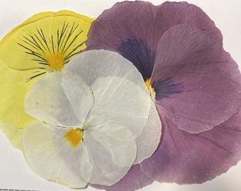 3 Large Pressed Pansies, Floral Art Supplies