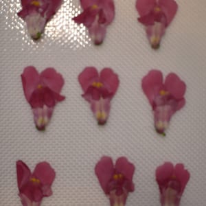 May include: Nine pink snapdragon flowers arranged on a white surface. Each flower has a distinctive shape with a lower lip and an upper hood, and a yellow center. The flowers are in various stages of bloom.