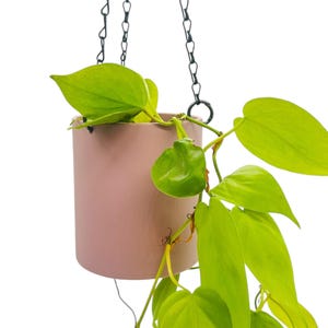 Hanging Indoor Planter // 24 Colours // 5 Sizes // With Drainage