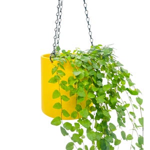 Puede incluir: Una maceta colgante amarilla con una cadena y una planta verde con enredaderas colgantes.