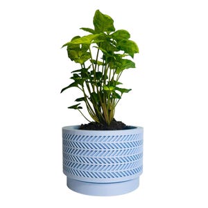May include: A light blue planter with a chevron pattern, featuring a green leafy plant.