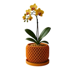 May include: A yellow orchid plant with red centres in a bright orange, geometric patterned pot with a matching saucer.