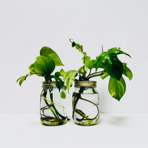 Mason Propagation Jar