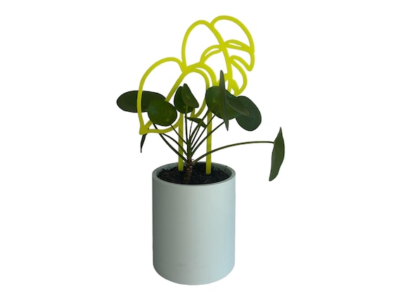 creeper plant Thunbergia Creeper main image 1