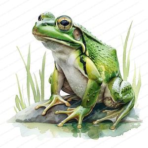 14 Clipart Grenouille verte | Clipart crapaud | Clipart aquarelle imprimable | JPG de haute qualité | Téléchargement numérique | Créations artisanales en papier | journaux indésirables