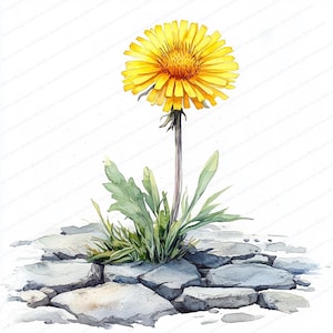 19 Clipart del percorso del dente di leone / Illustrazione della natura stravagante / Clipart dell'acquerello stampabile / JPG di alta qualità / Lavoretti di carta / Diario di spazzatura
