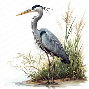 20 Clipart Héron à l'eau | Clipart oiseau aquatique | Clipart aquarelle imprimable | JPG de haute qualité | Téléchargement numérique | Créations en papier