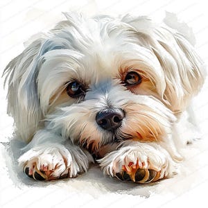 16 Maltesischer Hund Clipart | Druckbare Aquarell Clipart | Hochwertige JPGs | Papierkunst, Junk Journal, Illustration eines Maltesers