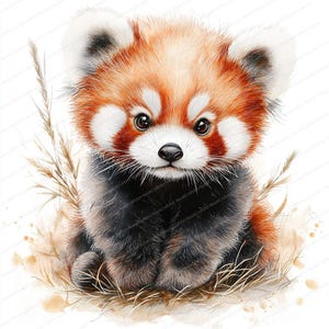 K&ouml;nnte beinhalten: Ein Aquarellbild eines Roten Pandas, der auf einem Bett aus braunem Gras sitzt. Der Rote Panda hat ein flauschiges rot-wei&szlig;es Fell und schwarze Beine. Der Rote Panda schaut direkt auf den Betrachter.