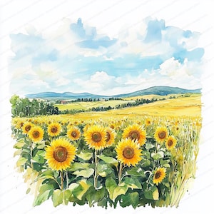 18 Clipart zonnebloemweide | Digitale aquarelbloemen | Afdrukbare clipart | Hoge kwaliteit JPG's | Digitale download | Papiermodellen