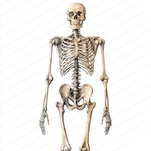 Puede incluir: Una ilustración detallada de un esqueleto humano, dibujado a lápiz y acuarela. El esqueleto está de pie con los brazos a los lados. El cráneo es visible, así como las costillas, la columna vertebral, la pelvis y los huesos largos de los brazos y las piernas.
