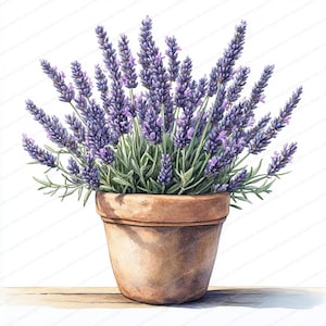 May include: Watercolor illustration of a lavender plant in a terracotta pot. The plant features vibrant purple flower spikes and green foliage. The pot is a warm, earthy brown color, and the background is white.