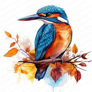 20 ijsvogel-afbeeldingen | Aquarel vogelontwerpen | Afdrukbare kunst | Hoge kwaliteit JPG's | Digitale download | Hoge resolutie | Papiermodellen