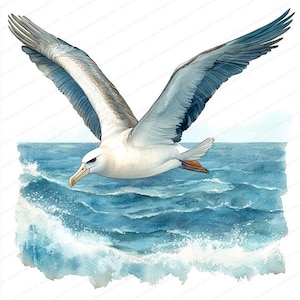 20 Clipart di albatros in volo / Silhouette di uccelli oceanici / Clipart di acquerelli stampabili / JPG di alta qualità / Lavoretti di carta / Diario