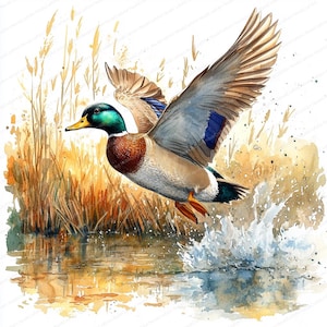 Puede incluir: Pintura a la acuarela de un pato real en vuelo, con las alas extendidas. El pato tiene la cabeza verde, el pecho marrón y las alas grises con detalles azules. Despega de una masa de agua, creando un chapoteo. Hierba alta y seca en el fondo.