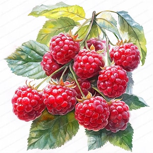 18 Himbeerbusch Clipart | Helle rote Beere Illustration | Druckbare Aquarell Clipart | Hochwertige JPGs | Papiermodell | Junk Journal