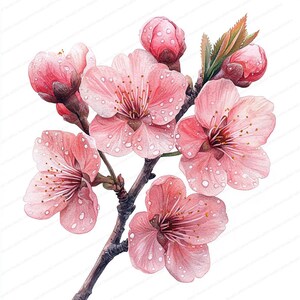 20 Sakura Branch Clipart with Dew | Elegant Cherry Blossom Design| Printable Watercolor clipart | High Quality JPGs | Paper craft | journal