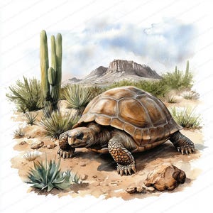 May include: A brown tortoise with a textured shell walks on a sandy path in a desert landscape. The tortoise is surrounded by cacti and other desert plants.