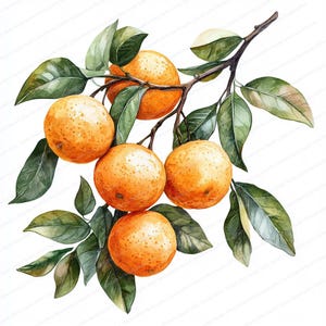 May include: A watercolor painting of a branch of a citrus tree with five oranges. The oranges are a vibrant orange color and the leaves are a deep green. The branch is painted in a realistic style.