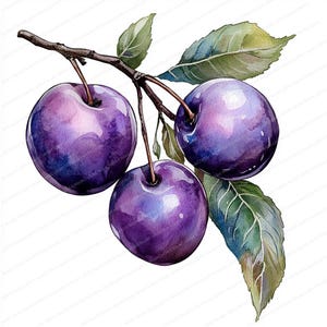 17 imágenes prediseñadas de ramas de ciruelo en acuarela / Conjunto de arte botánico de frutas / Ilustraciones de naturaleza imprimibles / JPG de alta calidad / Descarga digital
