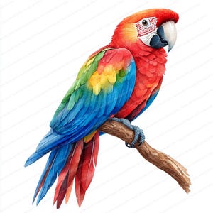 18 cliparts colorés de perroquet sur une branche | Illustration d'oiseau vibrante Art numérique | Clipart aquarelle imprimable | Fichiers JPG de haute qualité