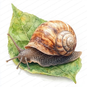 18 Clipart escargot sur feuille | Conception numérique inspirée de la nature | Clipart aquarelle imprimable | JPG de haute qualité | Créations en papier | Journal indésirable